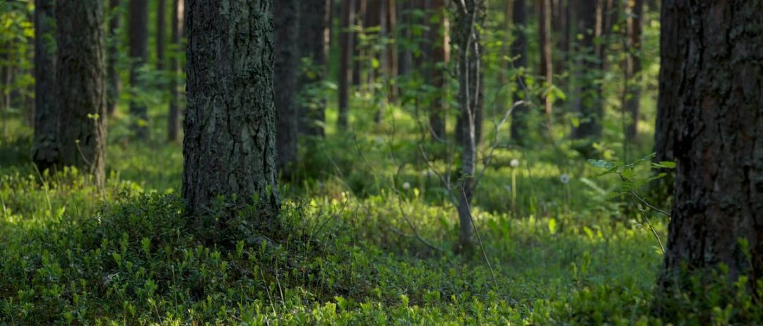 Kuidas alustada tervislikku eluviisi