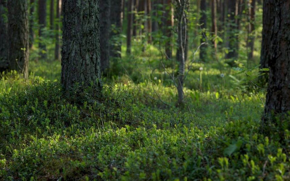 Kuidas alustada tervislikku eluviisi
